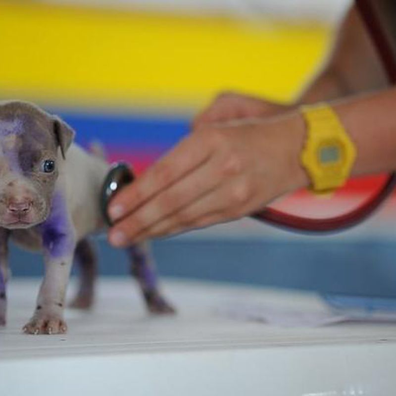 Cardiología veterinaria: Productos y Servicios de Clínica Veterinaria Manises