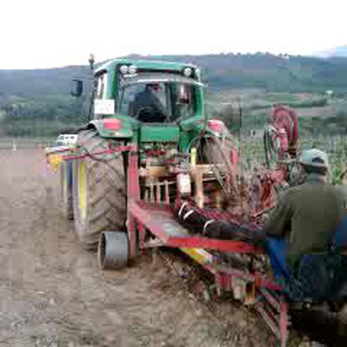 14/5/2012 - Plantación de viñedo para la obtención de yemas