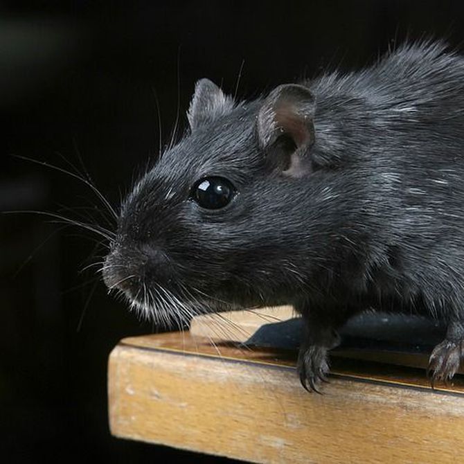 La reproducción de las ratas