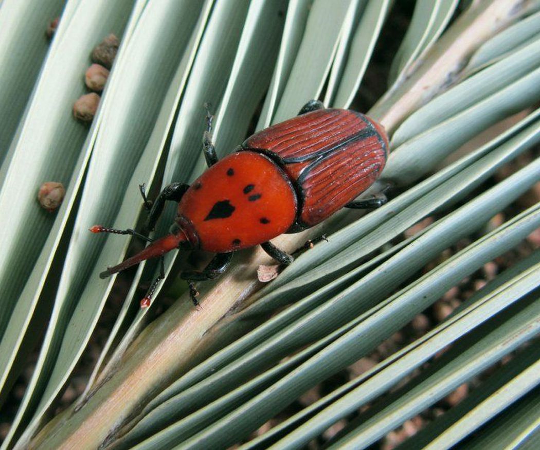 El ataque del picudo rojo