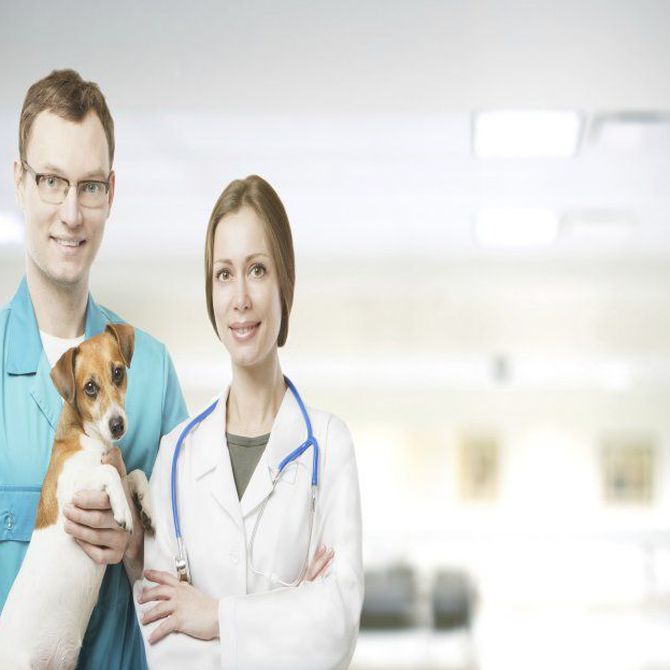 ¿Cuándo acudir a urgencias veterinarias?