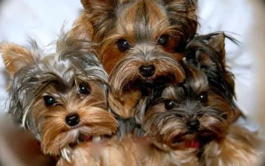 Nutrición especializada