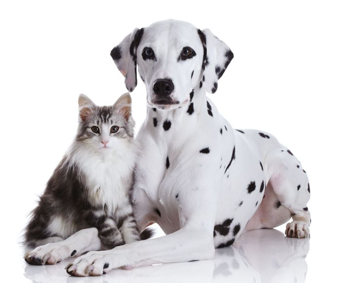 Productos y servicios para mascotas: Productos y servicios de Clínica Veterinaria Getafe