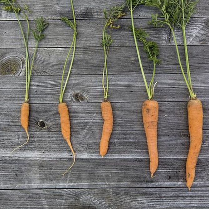 Crear un huerto urbano con palets