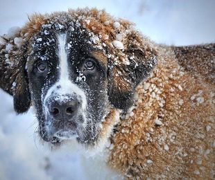 ¿Es suficiente el pelaje de tu perro para el invierno?