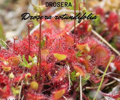DROSERA (Drosera rotundifolia)