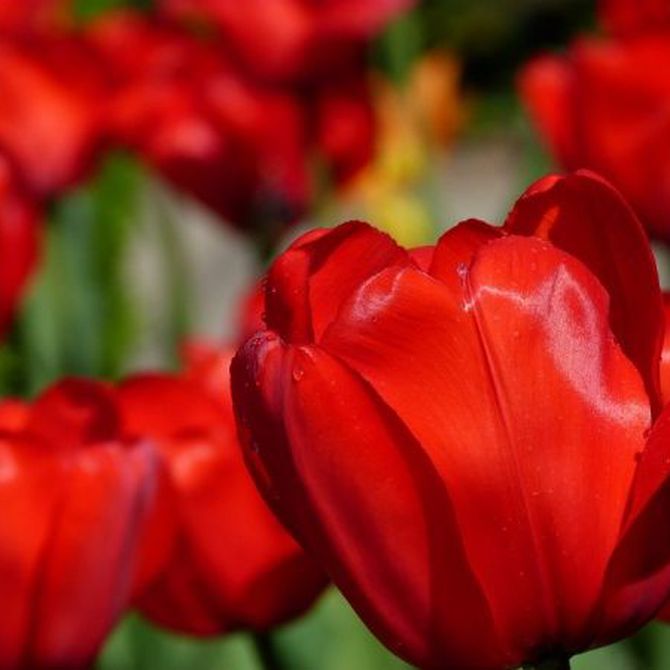 Pautas para el cuidado de los tulipanes