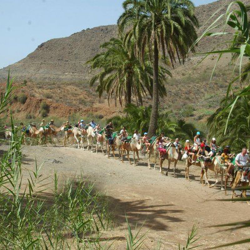Camel Safari Park: Servicios de Casa Elisa Canarias