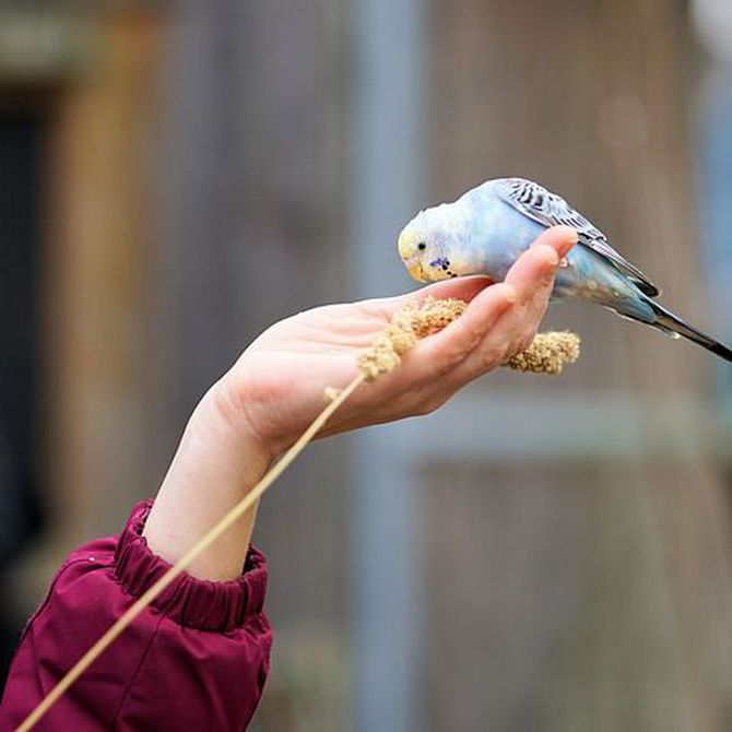 Qué cuidados necesita un pájaro papillero