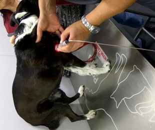 Nuevo tratamiento del dolor crónico con láser terapéutico