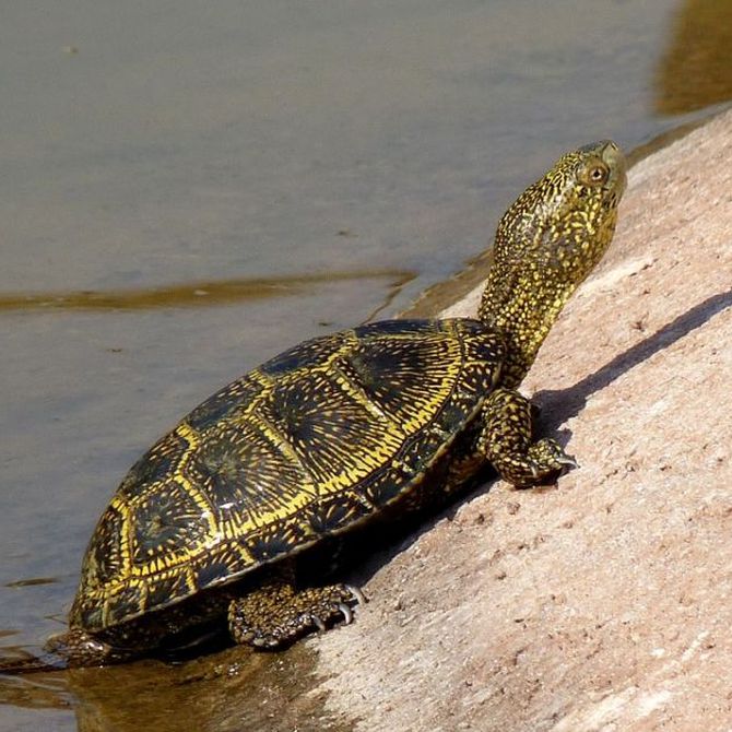 Algunos consejos para cuidar tortugas de agua