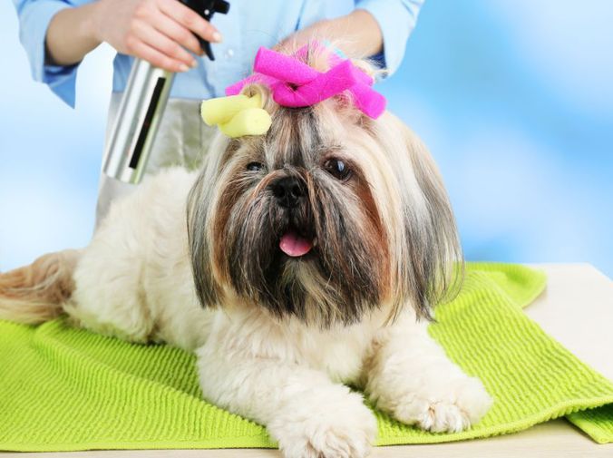 25 ideas de Bañeras para mi peluqueria Canina  peluqueria canina,  peluquería de perros, baño para perros