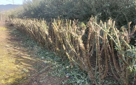 Imagen 1 de la galería