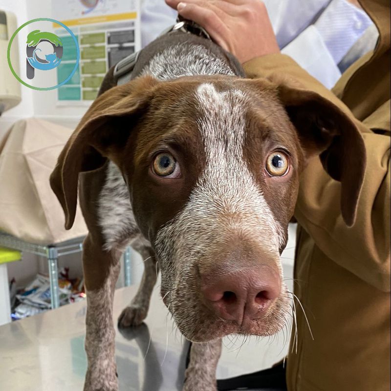 Orquiectomía (perros):  de Punto Pet Clínica Veterinaria