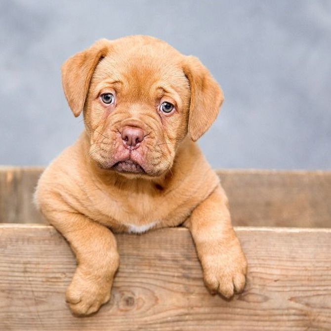 La primera vez de tu cachorro en el veterinario. ¿Qué debes saber?