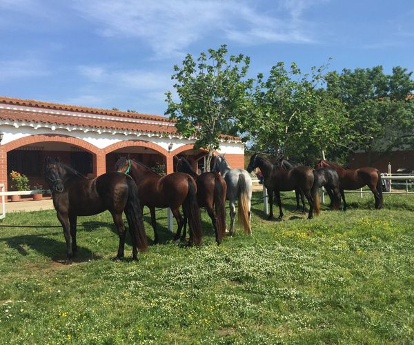 Clases de equitación en Girona