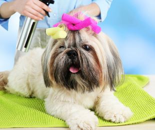 ¿Te encantan los perros? Aprende peluquería canina y dales el cuidado que merecen