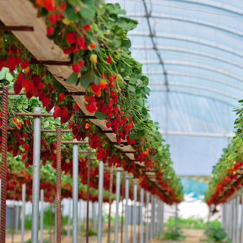 Productos agrícolas en  | CAMPRES PRODUCTORES, S.L.