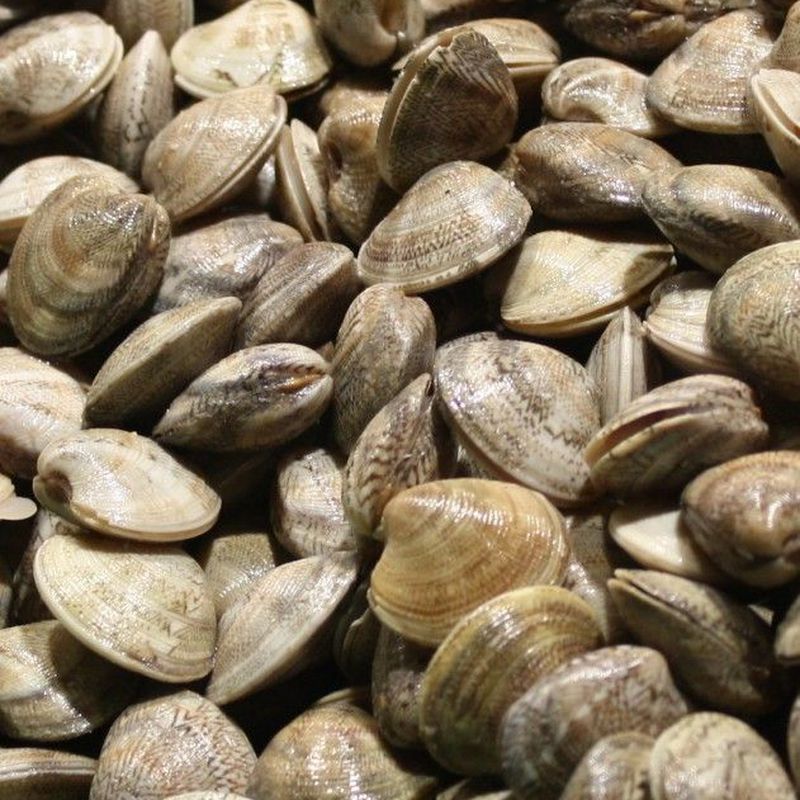 Marisco fresco vivo: Servicios de Pescados Cano