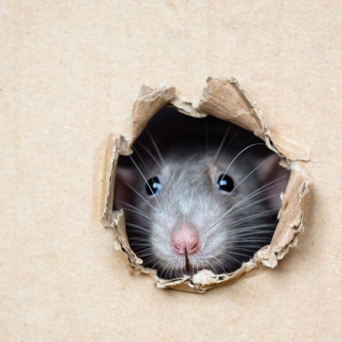 ¿Cómo evitar que las ratas entren en nuestra casa?