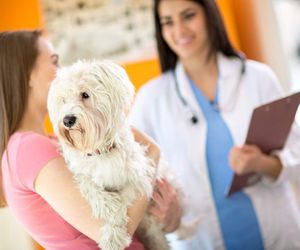 ¿Sabes qué vacunas debe tener tu perro?