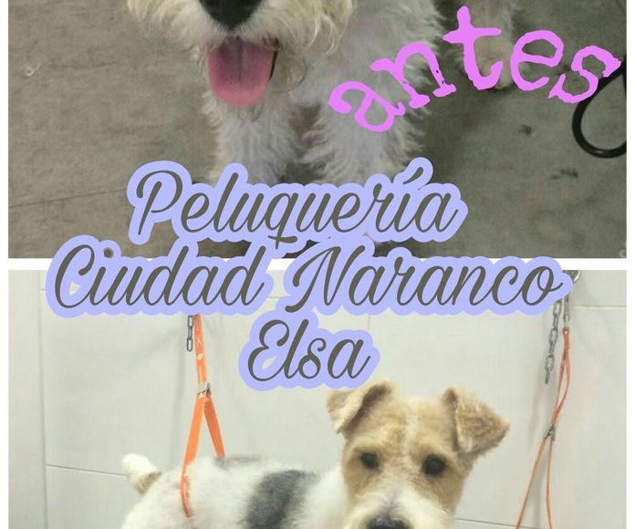 Peluquería canina y felina: Servicios de CENTRO VETERINARIO CIUDAD NARANCO