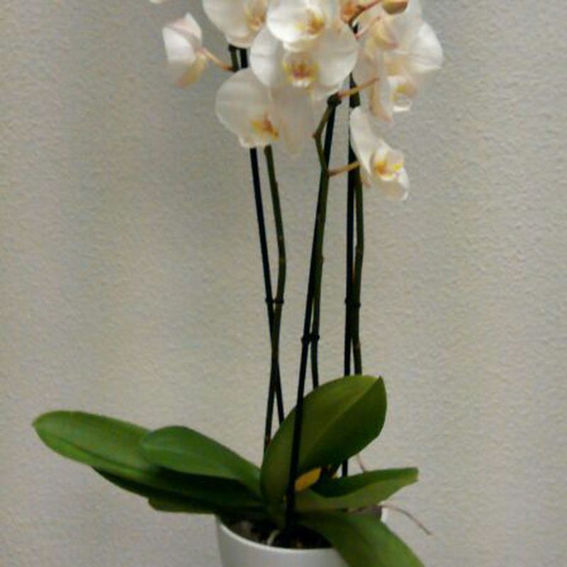 Orquídea blanca 