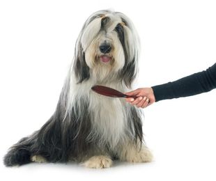 Las herramientas indispensables del peluquero canino