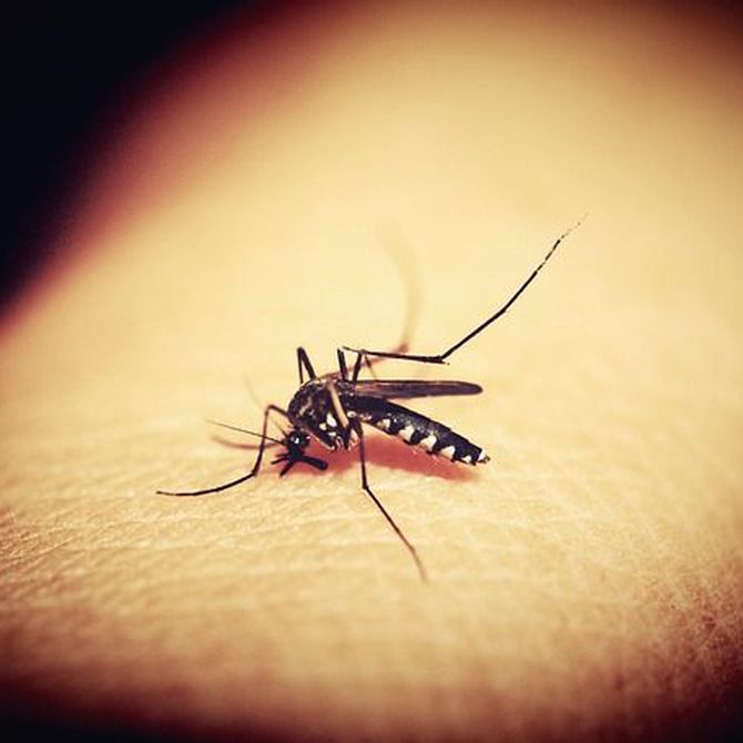 ¿Por qué aparecen los mosquitos en verano?