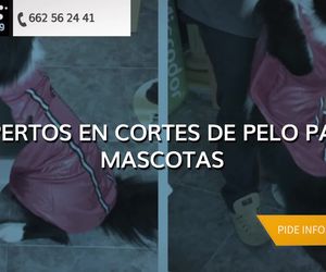 Peluquería para perros en Burgos | Jabondog