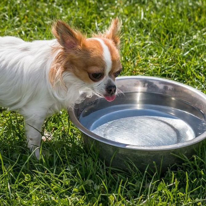 Cómo cuidar la salud de tu perro en verano