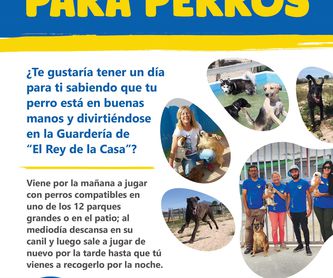 Segunda Oportunidad - Perros en adopción: Servicios de SIGRID MARÍA ERIKA OLOFSSON