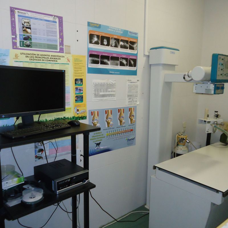 Radiología digital: Servicios de Clínica principal Veterinaria Puerto Mazarrón