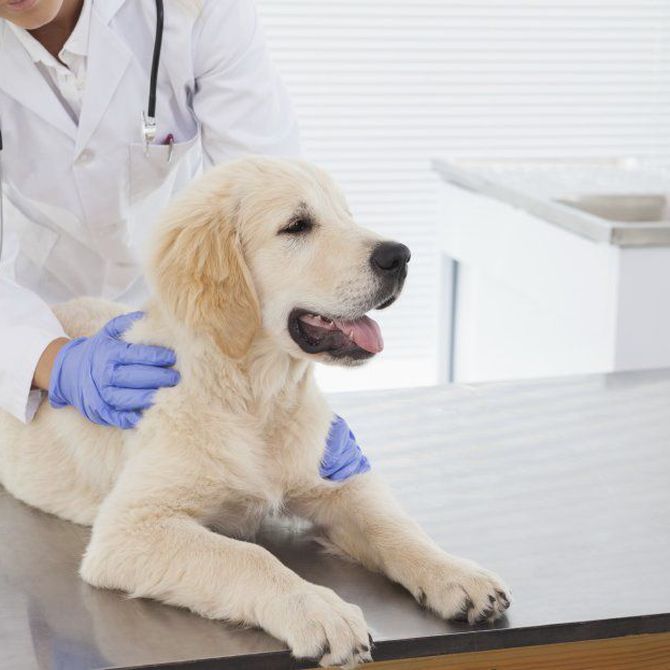¿Cómo funciona la oligoterapia en tu mascota?