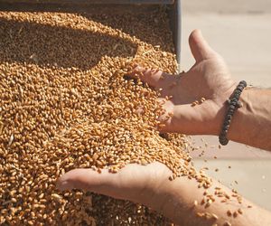 Transporte de cereales a granel en Huesca