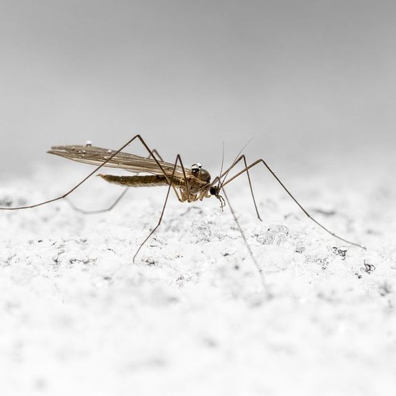 Moscas y mosquitos: Servicios de Dys - Hy