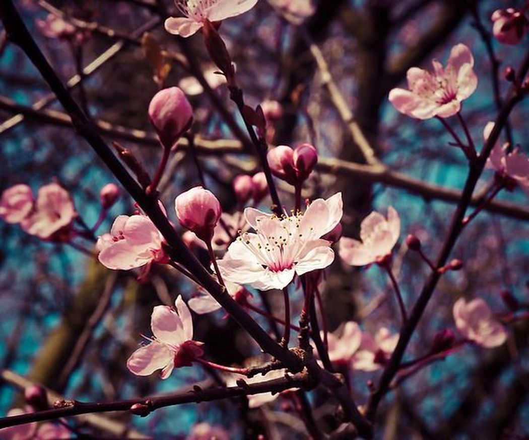 Cómo cuidar almendros