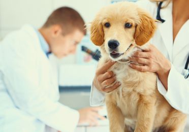 Consultas veterinarias