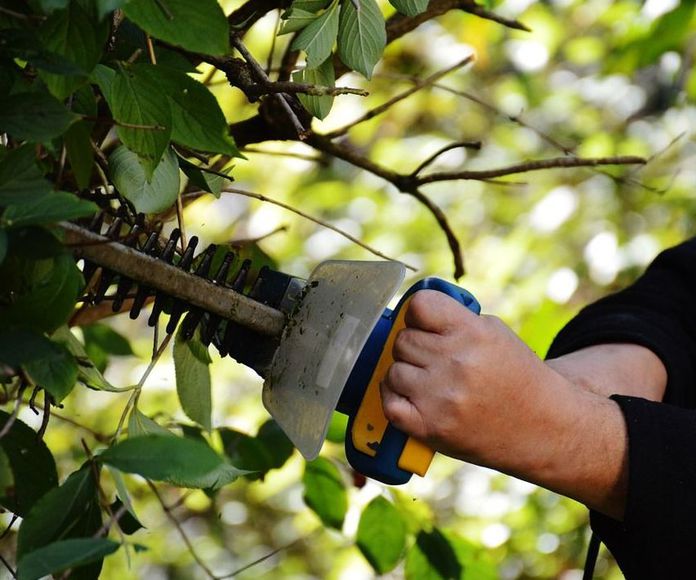 Poda de árboles y jardines : Trabajos  de Jardiner Zamora