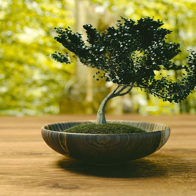 Guía sobre el cuidado de los bonsáis