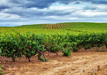 Plantación de viñas y viñedos