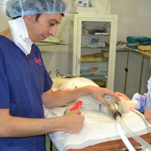 Clínica veterinaria con servicio de cirugía en Humanes de Madrid