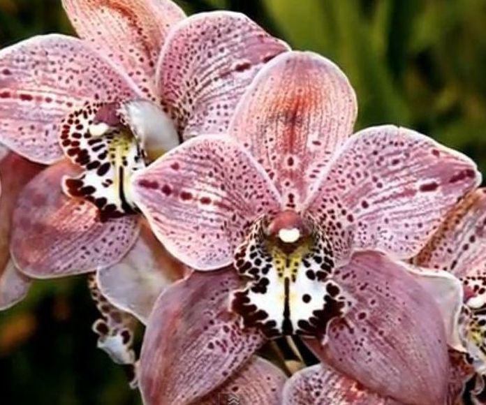 Color - Orquídea amazónica: Terapias de Terapias Alternativas Isabel