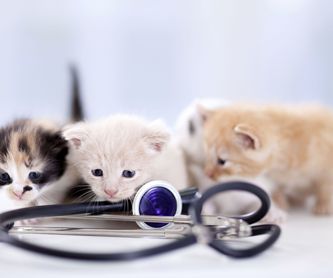 Diagnóstico por imagen: Servicios  de Centro Veterinario Bienestar Animal Almerimar