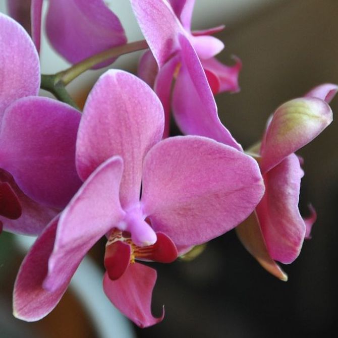 Cuidados básicos para las orquídeas