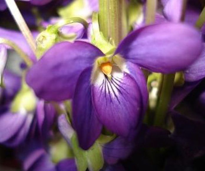 Violeta: Catálogo de De La Hoz Plantas y Flores