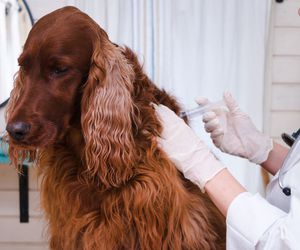 Vacunes per a gossos a Sant Feliu de Llobregat