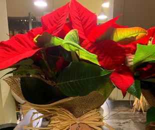 Plantas de Navidad.