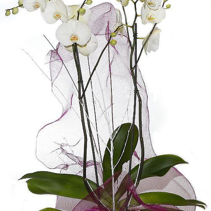 Orquídeas: Productos de FLORISTERÍA CASA BASUSTA
