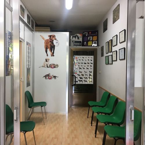 Veterinarios gatos Aluche